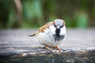 Closeup of a sparrow