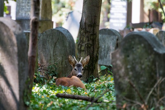Reh am Wienerzentralfriedhof
