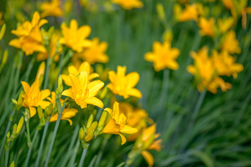 Obraz premium Lilies in garden