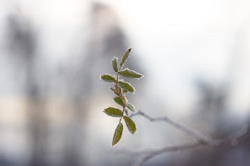 rosehip leaves in cold