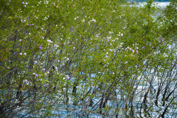 Fototapeta premium Beautiful Abstract Grass flowers on Riverside