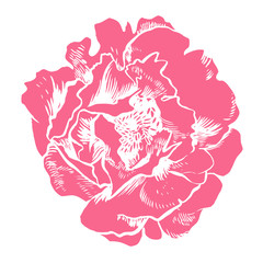Hand-drawing peonies. Vector graphic flowers. Decorative background for cards, invitations. Template greeting card.