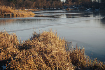 Yellow gras on a winter river with frozen ice water