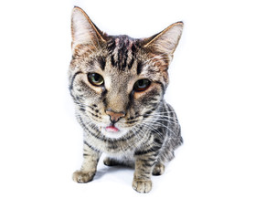 Fototapeta premium hungry cat eating