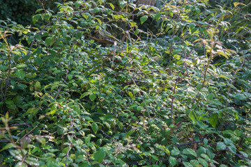 Obraz na płótnie Canvas Rubus ulmifolius