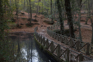 autumn in the forest
