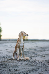 Young saluki (persian greyhound) playing be the sea