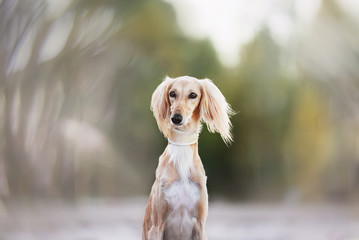 Young saluki (persian greyhound) playing be the sea