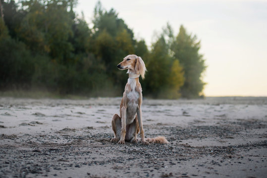 Young saluki (persian greyhound) playing be the sea