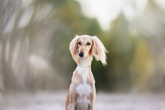 Young saluki (persian greyhound) playing be the sea