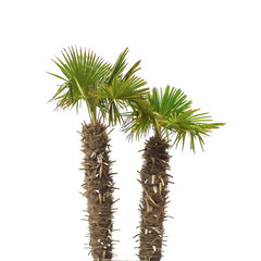Palm trees isolated.