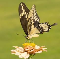 Giant Swallowtail butterfly feeding on a light orange Zinnia with green background