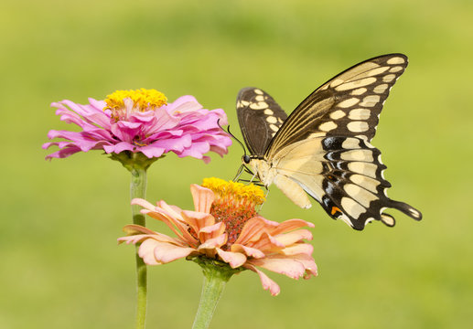 Giant Swallowtail butterfly feeding on a light orange Zinnia in summer garden