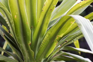 Obraz premium Green leaf in garden for background.