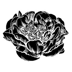 Hand-drawing peonies. Vector graphic flowers. Decorative background for cards, invitations. Template greeting card.