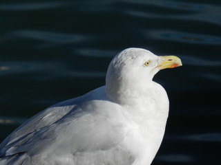 Oiseaux 