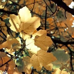 Maple leaves background