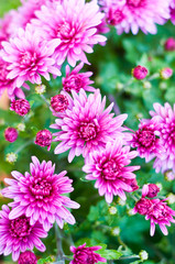 Chrysanthemum background