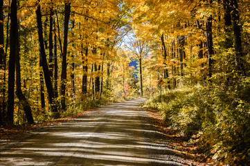 Allegheny National Forest