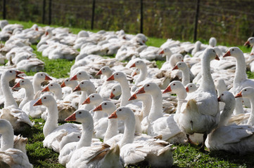 Gänse, Geflügel, Vogelgrippe, H5N8, Landwirtschaft, Gänsebraten, Vogel, Vögel, Virus, Wildvögel,  Ansteckungsgefahr, Massentierhaltung, Tierhaltung © nmann77