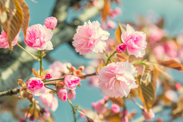 Panele Szklane Podświetlane  Sakura kwiat wiśni.
