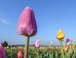 Foto auf Acrylglas Tulpe Frühlingsfeld mit blühenden bunten Tulpen