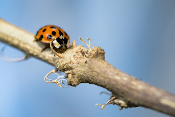 asian lady beetle