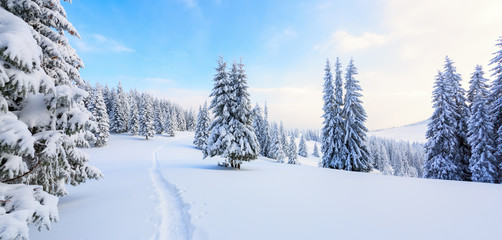 The path leads to the snowy forest.