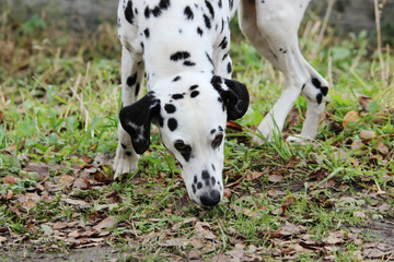 dalmatin breed dog walking on the street in the village without the owner.