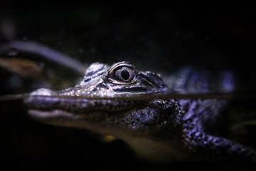 Baby Alligator