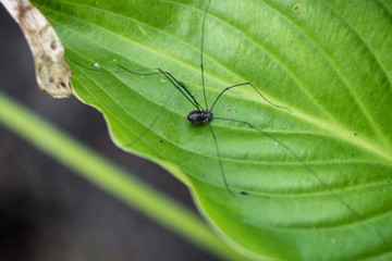 Mountain spider