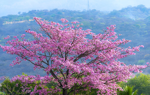 Beautiful blooming pink flower of Tabebuia heterophylla. (Trumpet Tree) in Guatemala