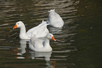 Gänse, Federvieh, Geflügel, Vogelgrippe, H5N8, Landwirtschaft, Virus, Wildvögel,  Ansteckungsgefahr, Tierseuche, Teich