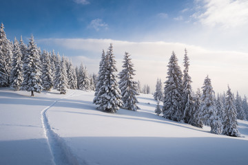 Fototapeta na wymiar Winter landscape with footpath in the snow