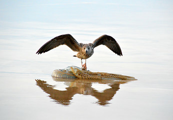 Seagull on a jellyfish