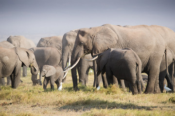 Elephants family on the african savannah
