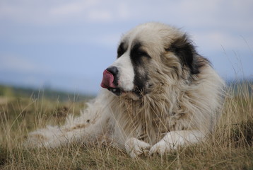 Carpathian shepherd dog