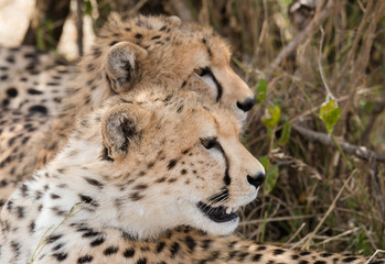 Cheetah brothers in Masai Mara National Park,