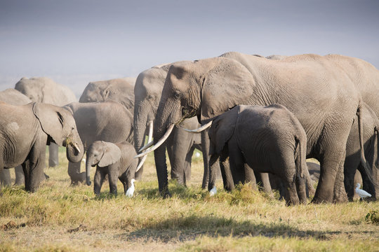 Elephants family on the african savannah