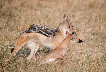 Naklejka premium Jackal hunter