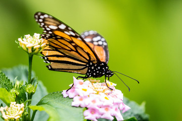 Obraz premium Monarch ganz nah