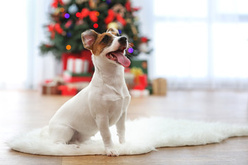 Cute Jack Russel puppy in decorated Christmas room, closeup
