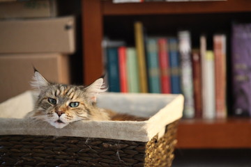 Cat in Basket