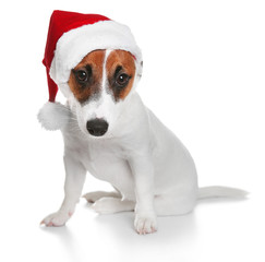 Cute Jack Russel Terrier in red hat isolated on white