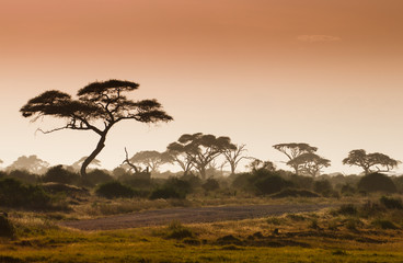 Fototapeta na wymiar Amazing african landscape with acacia tree