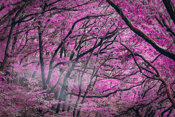 An amazing pink Forest - Fantasy picture