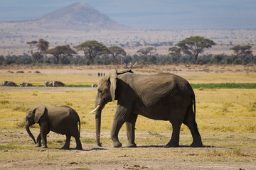Elephants family in Amboseli National Park Kenia
