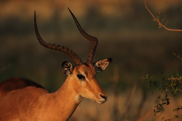 Portrait eines Impalas (Aepyceros melampus) im Okavango Delta, Botswana
