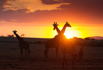 Fototapeta na wymiar Herd of giraffes In Masai Mara in sunrise light