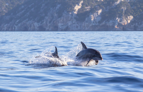 A dolphin leaping out of the blue water in the sea